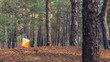 Orienteering. Control point Prism and composter for orienteering in the autumn forest.