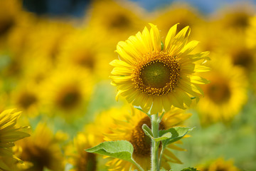 Wall Mural - Sunflower Macro Sunflower field