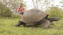 Galapagos Giant Tortoise And Woman Tourist On Santa Cruz Island In Galapagos Islands. Animals, Nature And Wildlife Video Close Up Of Tortoise In The Highlands Of Galapagos, Ecuador, South America.
