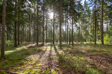 Wall Mural - Sun rays in the pine forest