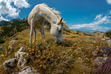 Fototapeta Konie - Beauty nature mountain landscape with white horse
