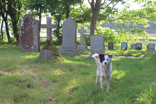 Black And White Dog In A Graveyard With Headstones. Cumbria, UK.