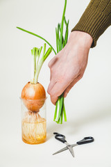 cut green onions in hand over bulb