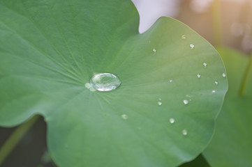 Wall Mural - Water droplet in lotus leaf