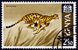 Postage stamp Kenya 1966 cheetah, acinonyx jubatus, animal