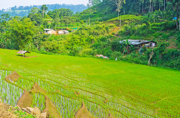 Canvas Print - The terrace paddy field, Ketawala