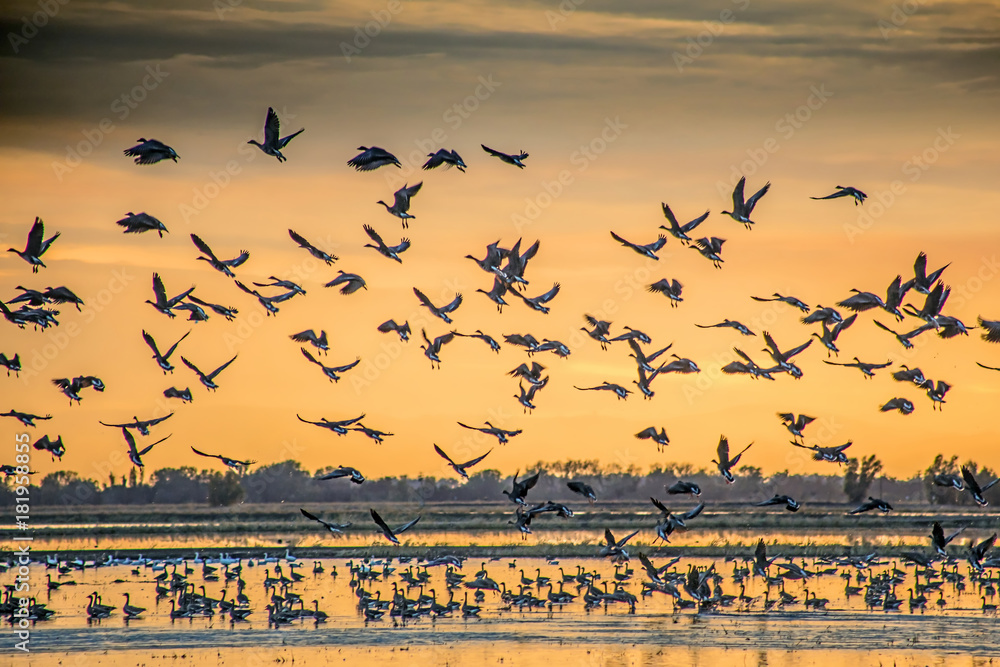 Migratory Birds in Northern California