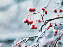 Juicy Red Clusters Of Rowan Berries Covered With White Crystals Of Ice During The First Snowfall