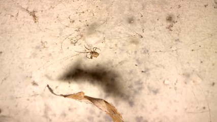 Closeup of a spider. Spider is walking throught the web,