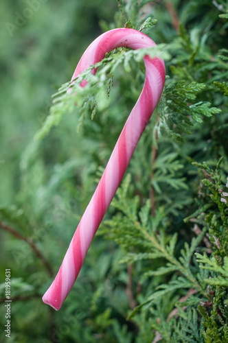 Fotografie, Obraz bonbons traditionnels de noël en forme de canes accroché à un sapin