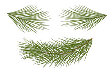 Vector Illustration. Eps 10.Set Of Pine Branches For Festive Decor. Isolated Without A Shadow.