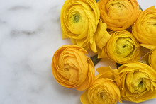 Yellow Ranunculus On A Marble Background