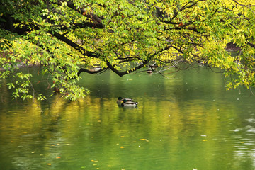 Stadtpark in Vienna. Austria