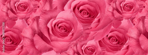 cover  beautiful  pink rose