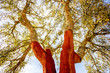 © rh2010 - View from below on the cork oak trees with freshly crumbled bark in Portugal
