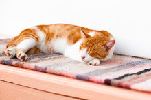 Red Cat Lays On A Rug On A Bench