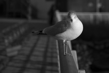 Seagull Looking At Me 