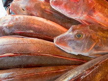 East Atlantic Red Gurnard, Chelidonichthys Cuculus, For Sale At A Fish Market