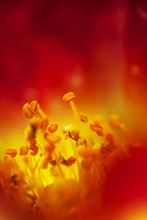 Extreme Closeup Of Red And Yellow Wildflower