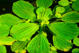 algae close-up in an aquarium