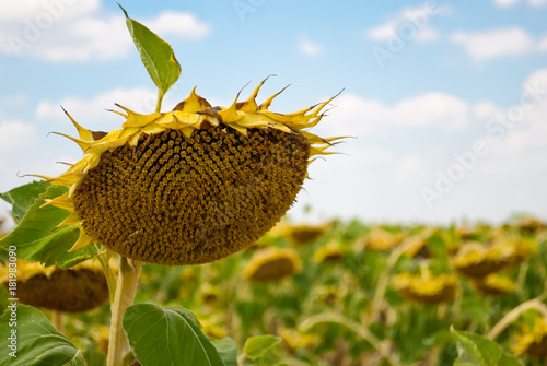 Plakat upraw duże pole dojrzałe słonecznik, nasiona słonecznika, zbioru błękitne niebo białe chmury. zielone liście natura agronomia letni dzień