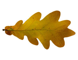 Wall Mural - Oak leaf isolated on white background