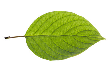 birch leaf isolated on white background