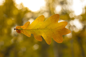 Wall Mural - Oak leaf