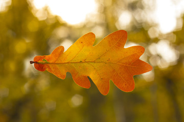 Wall Mural - Oak leaf