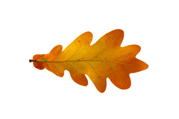 Wall Mural - Oak leaf isolated on white background