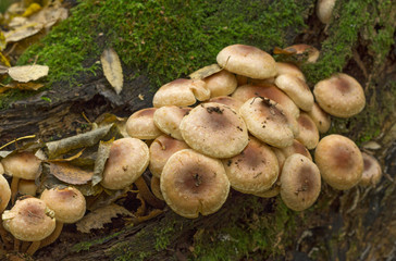 Wall Mural - Fungi,mushroom small much growing on timber.
