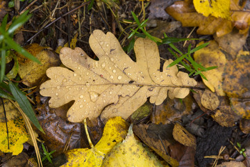 Wall Mural - Oak leaf
