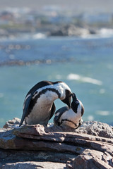 Wall Mural - African penguin, spheniscus demersus, South Africa