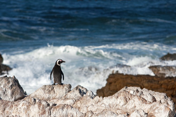 Wall Mural - African penguin, spheniscus demersus, South Africa