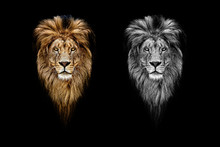 Portrait Of A Beautiful Lion, Lion In Dark. Portrait Of A Leader. King
