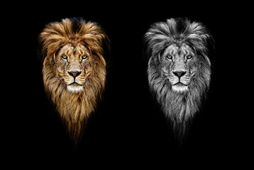 Wall Mural - Portrait of a Beautiful lion, lion in dark. Portrait of a leader. king