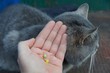 © butus - рука с двумя таблетками у серого больного кота