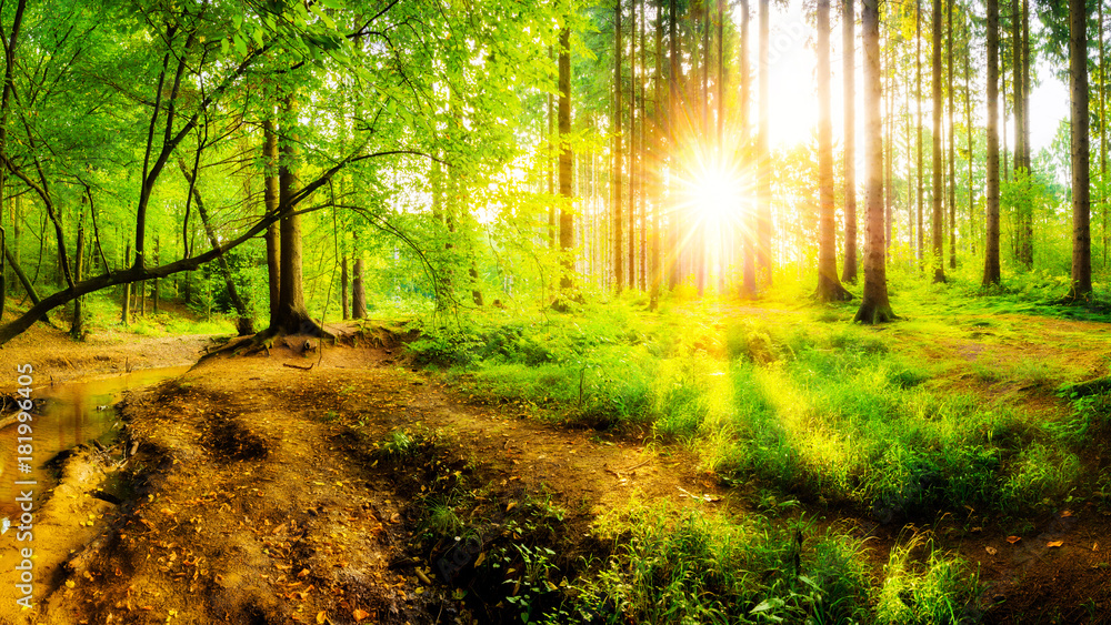 Beautiful sunrise in a forest with creek - obrazy, fototapety, plakaty 