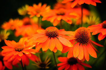 Orange Flower