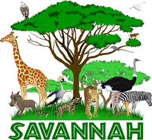 Vector African Savannah With Leopard,  Girrafe, Vulture, Zebra, Ostrich, Warthog, Cobra, Crowned Crane, Parrot And Heron