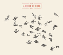 A Flock Of Birds Drawn Vector Illustration, Sketch