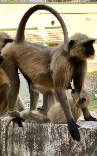A Mother Monkey Is Feeding Her Cute Baby Monkey Is A