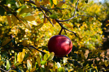 Pomegranate fruit growing on a branch