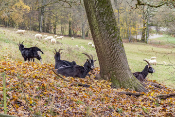 Poster - goats in autumn ambiance