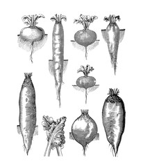 Illustration of vegetables. Beets