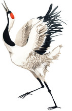 Japanese Crane Bird, Watercolor Illustration. 
