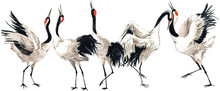 Japanese Crane Bird Seamless Pattern, Watercolor Illustration. 