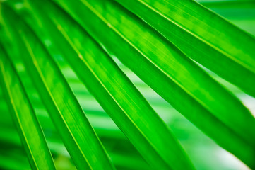 Green Palm Leaf