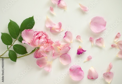 散ったバラの花びら 白背景 バックグラウンド 背景素材 Stock 写真 Adobe Stock 散ったバラの花びら 白背景 バックグラウンド 背景素材 Stock 写真 Adobe Stock