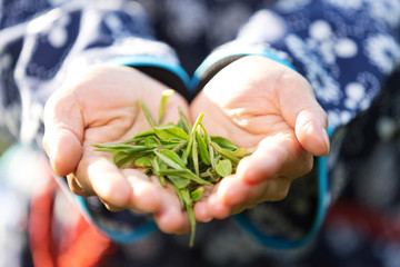 Wall Mural - woman's hand holds green tea leaf